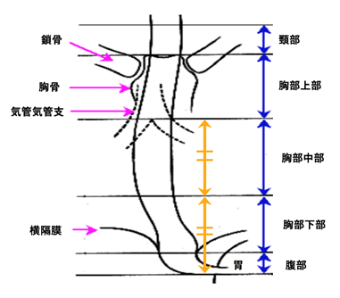 食道の解剖