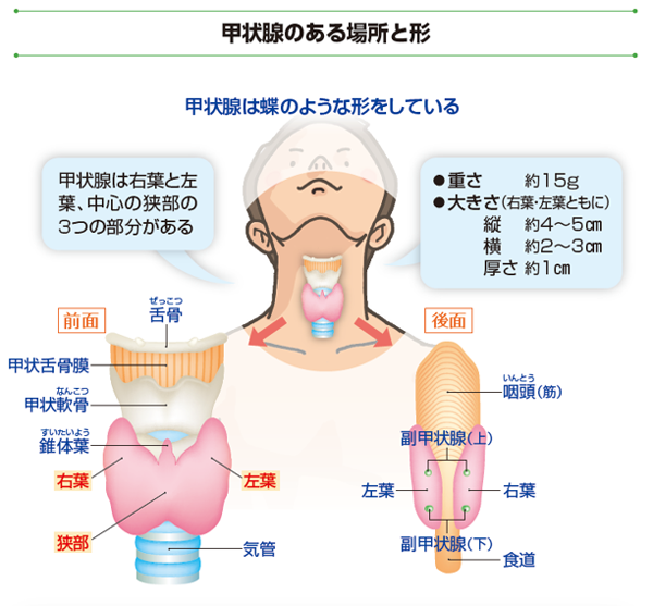 甲状腺のある場所と形