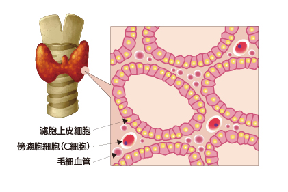 濾胞細胞と傍濾胞細胞(C細胞)