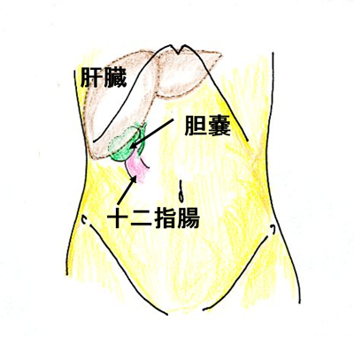 胆嚢はどんな臓器か